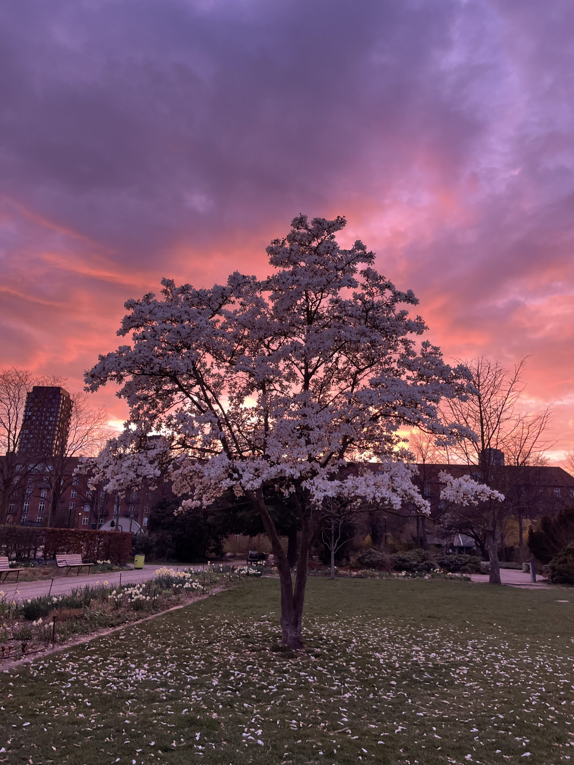 Digital design og udvikling